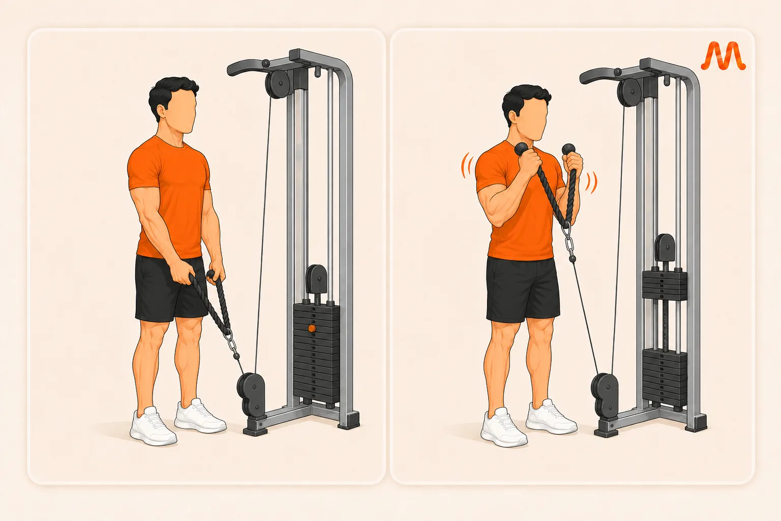 Rope Hammer Curl exercise illustration